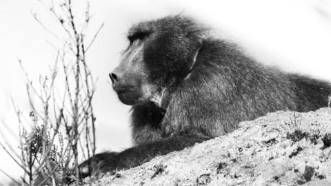 Baboon