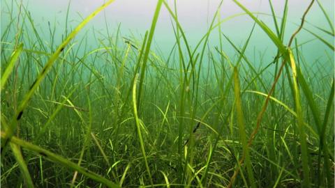 Isle of Man seagrass