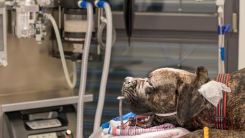 Incubated dog on a ventilator