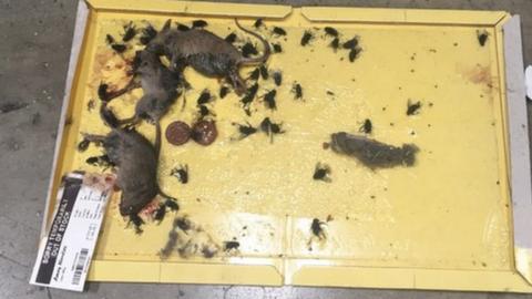 Dead mice and flies