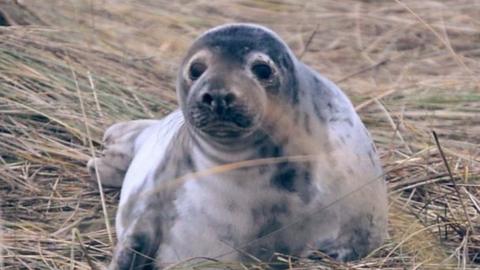 Grey seal