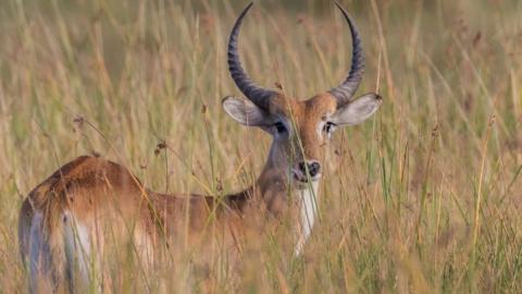 Antelope