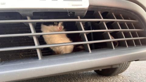 A photo of the kitten stuck in the car's grille