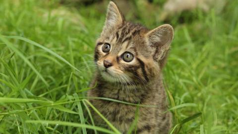 Scottish wildcat kitten