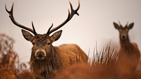 Red deer