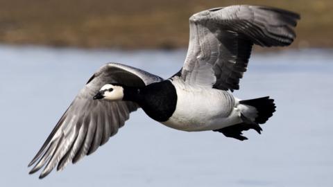 Barnacle goose