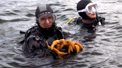Diver holding northern pacific seastars