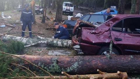 Fallen trees at campsite