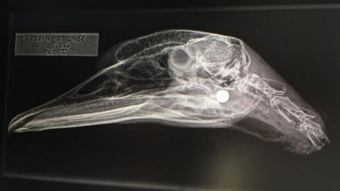 X-ray of swan's body with gun pellet shown