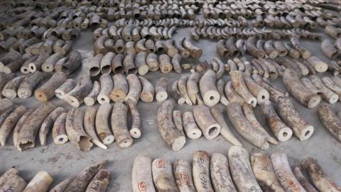 Seized ivory seen at a holding area in Singapore