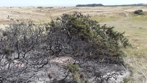 Burnt gorse bush