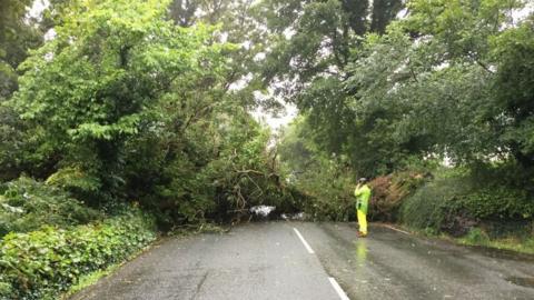 Fallen tree blocking road