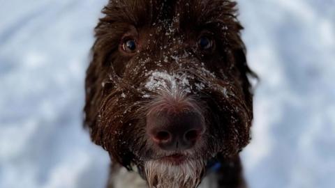 Cecil the goldendoodle