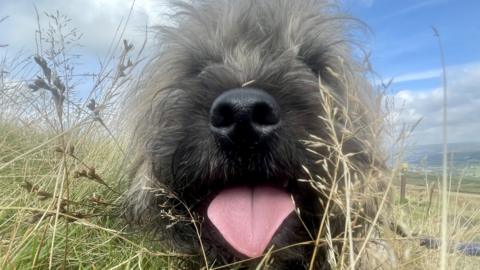 A dog with his tongue out as he lies in long grass