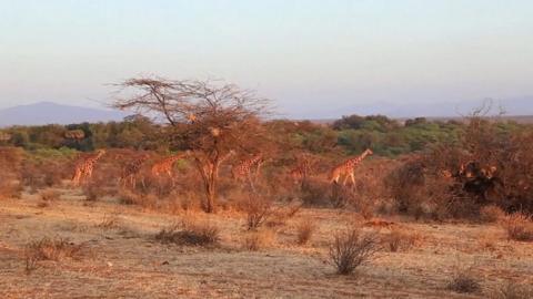 Giraffes at Maasai Mara national game reserve