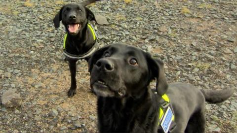 Search dogs Max and Delta, from Northern Ireland, are heading to the Turkey-Syria earthquake zone.