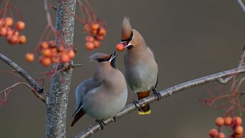 Waxwings on a branch