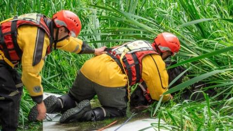 Horse being rescued from bog