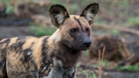 Stock image of an African Wild Dog