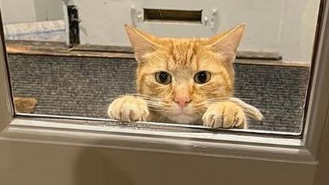 Ginger Tom, peanut the cat, seen peering through the door to the pub