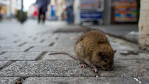 File image of rat on a street