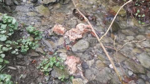 Chunks of meat in a stream