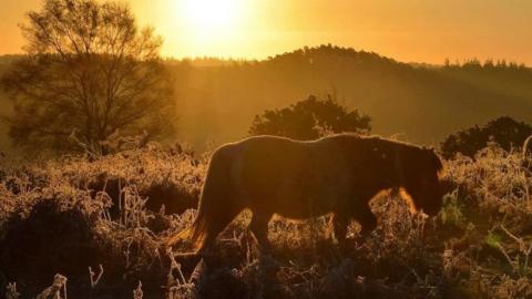 SUNDAY - New Forest