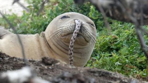 A juvenile Hawaiian monk seal was found with a spotted eel in its nose at French Frigate Shoals in the Northwestern Hawaiian Islands this past summer