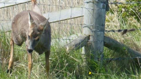 Injured deer with its left leg stuck between two lines of barbed wire