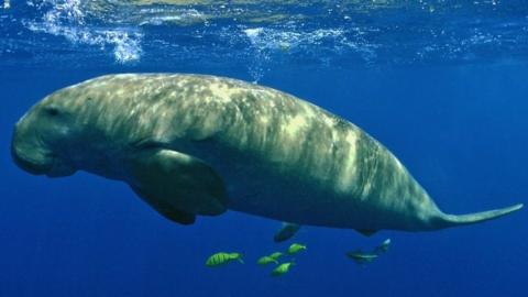 Dugong swims just below the surface f the water blowing bubbles