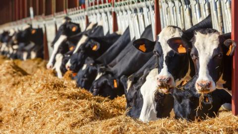 A mix of Friesian and Hereford cows