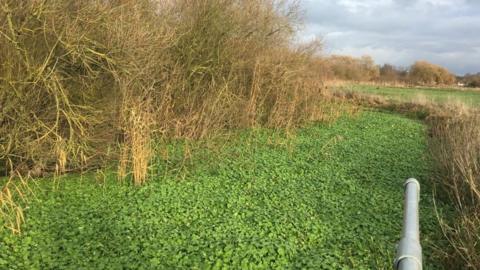 Pennywort on River Great Ouse