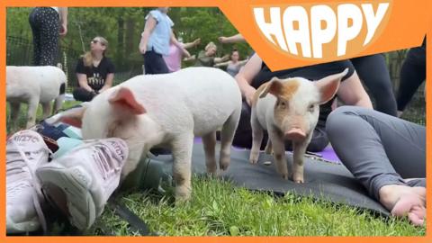 Pigs at a yoga class and the Happy logo