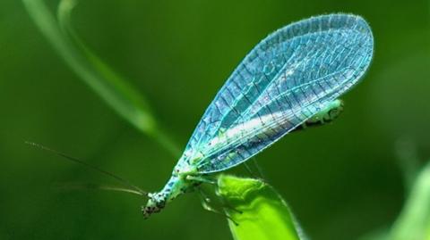 A lacewing