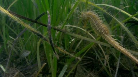 Seahorse among seagrass