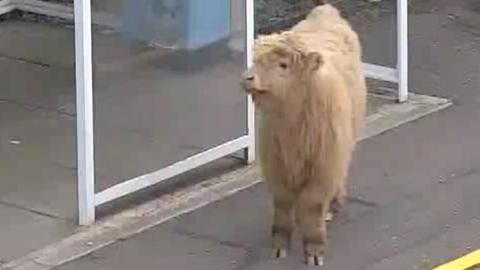 ScotRail’s CCTV caught the young cow walking around Pollokshaws West station on Monday evening.