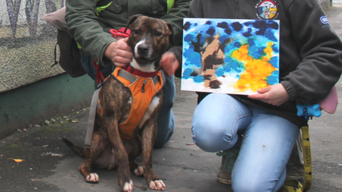 Banksy the dog with Kaya from the charity's Animal Care Team and volunteer dog walker Rob Hill