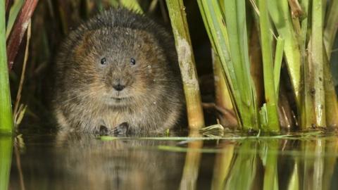 Water vole