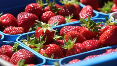Freshly picked strawberries are seen at Garelja Bros Strawberry Farm on December 13, 2010 in Auckland, New Zealand