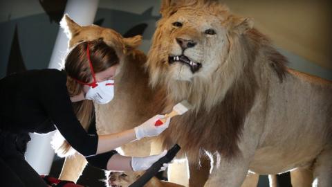 Maddy Moore, Collections Care Technician, National Museums Scotland hoovers lions at the National Museum of Scotland.