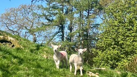 Two lambs on a hill with shrubs and trees around them and blue sky behind