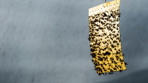 Fly paper covered in dead insects.