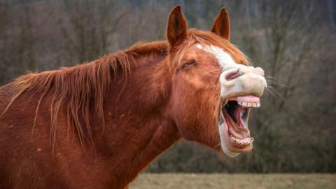 A brown horse stands in a field. It has a white strip down its nose closes its eyes with its mouth open showing all its teeth and tongue. It looks like its yawning