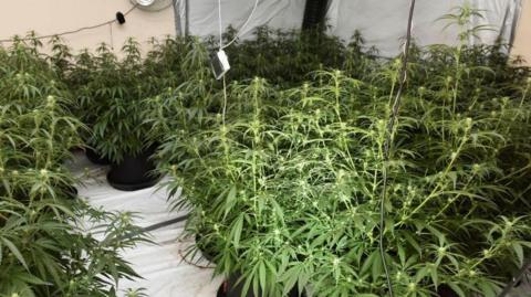 rows of green leafed cannabis plants are lined up. the plants are sitting on a white sheet, a hater can be seen on a white painted wall
