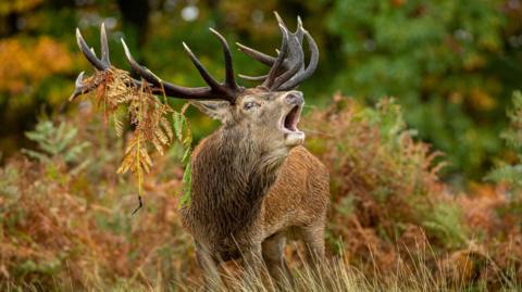 A stag stands in ferns in Richmond Park.