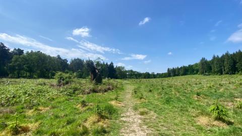 WDESNDAY - A sunny day with green grass and trees and a blue sky in Bracknell Forest