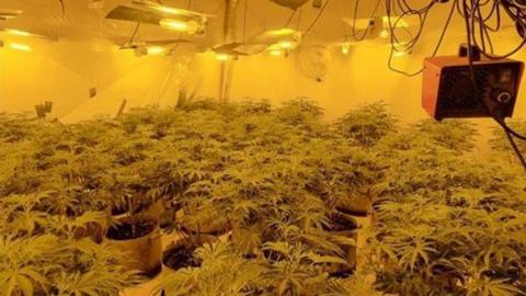 Rows of cannabis plants in pots on a table under large amounts of hanging spotlights. A generator is hanging from the ceiling as well as suspended black wiring.