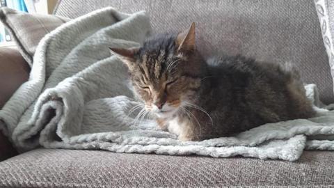 A tabby cat cuddles up on a blanket on a sofa.