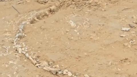 Skeletan remain partly buried in the ground at the fossil site in Jaisalmer