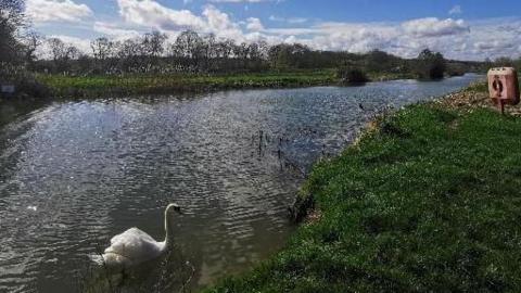 A swan swims in the River Stour. It is a sunny day and the river is banked by grass and trees on each side. 